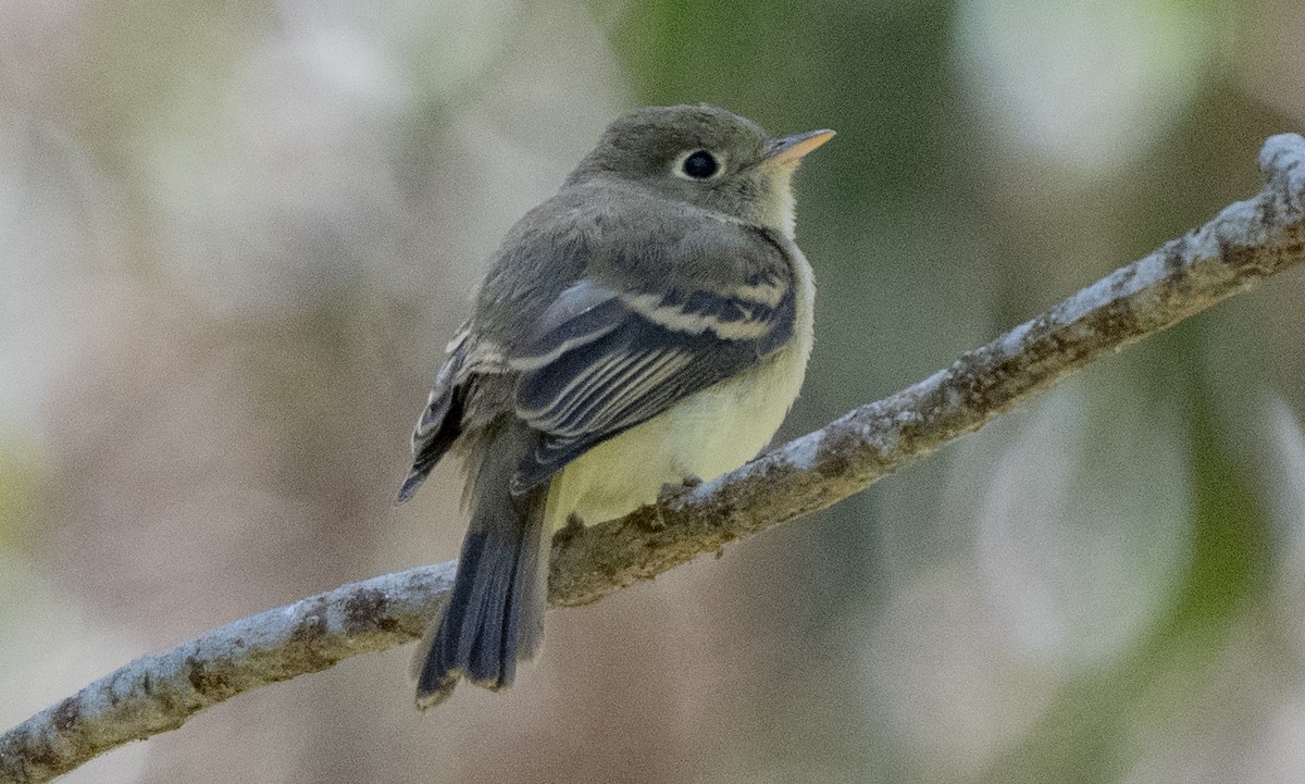 Western Flycatcher - ML638776012