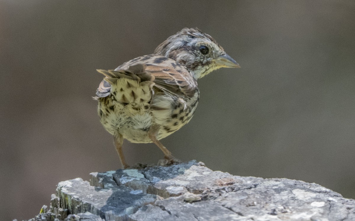 Song Sparrow - ML638776033