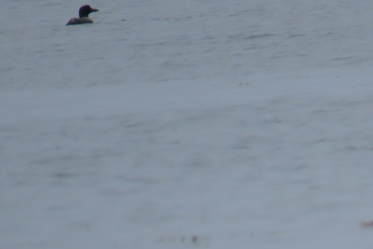 Common Loon - ML638776034