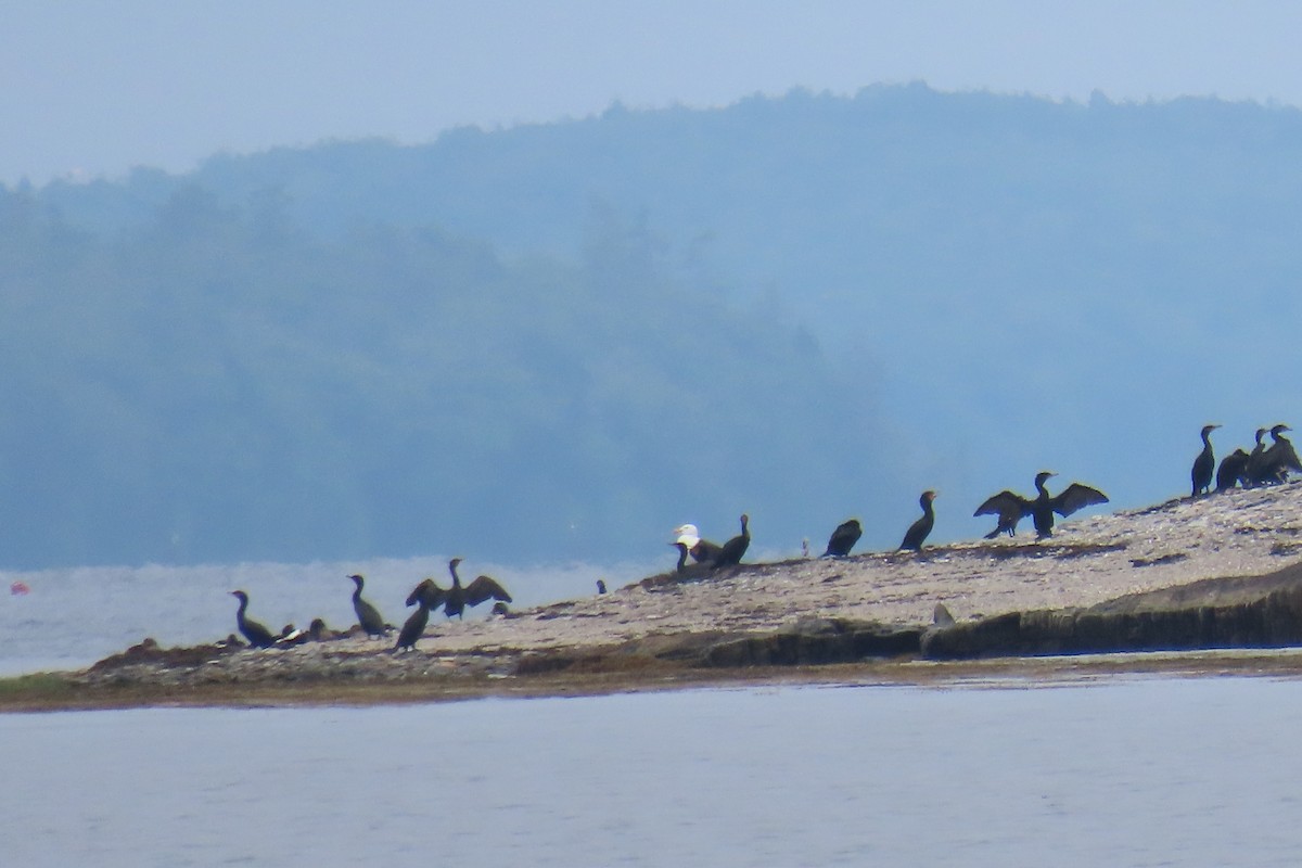 Cormoran à aigrettes - ML638776050