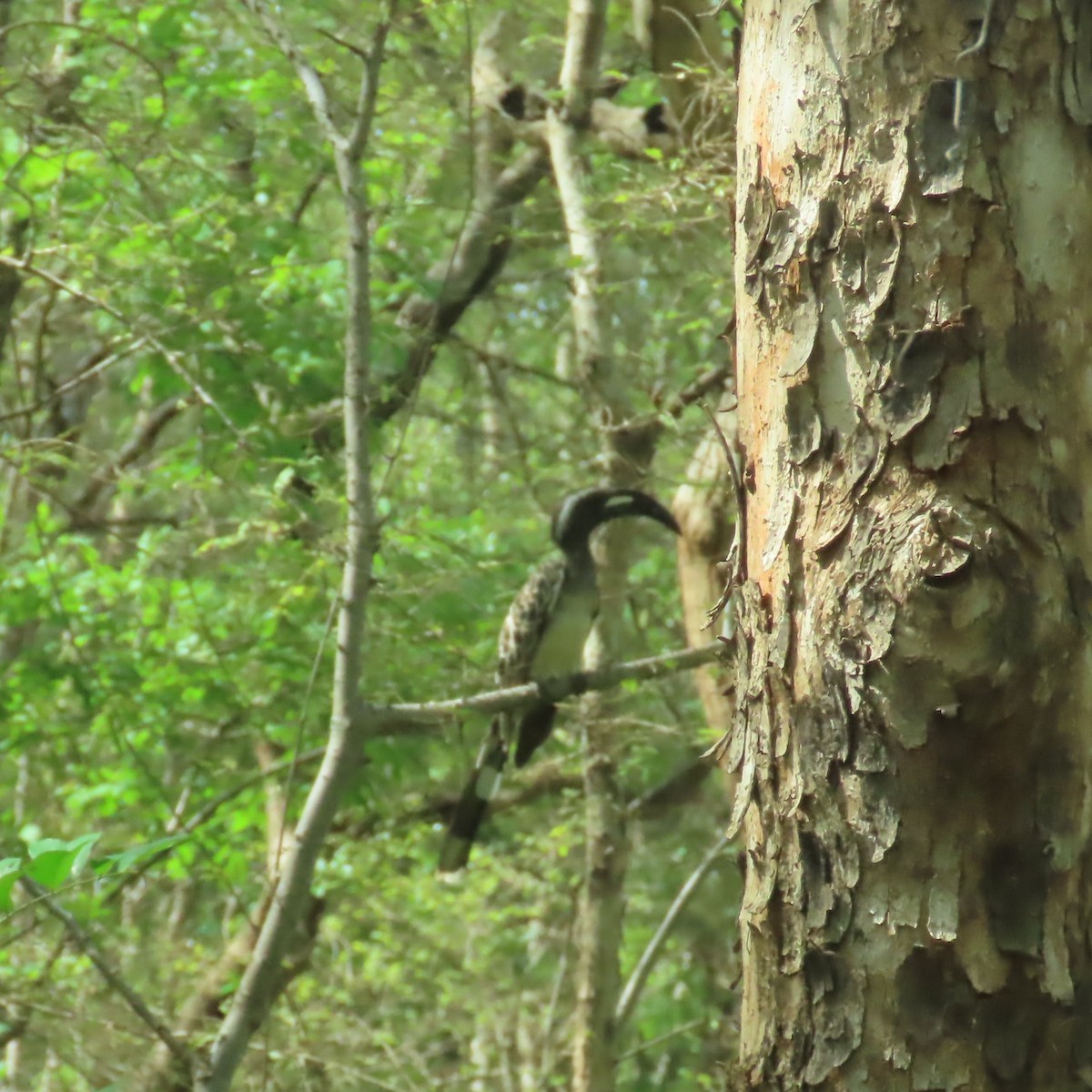 African Gray Hornbill - ML638776059