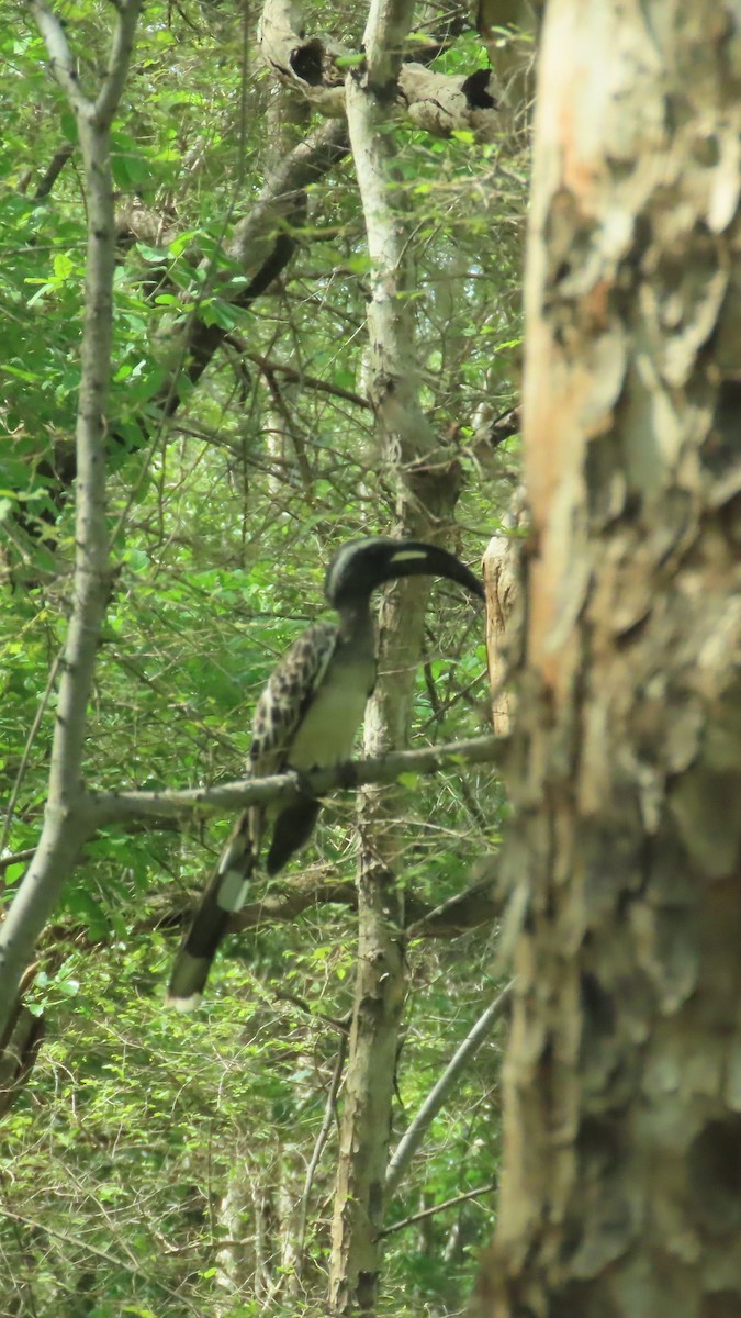 African Gray Hornbill - ML638776060