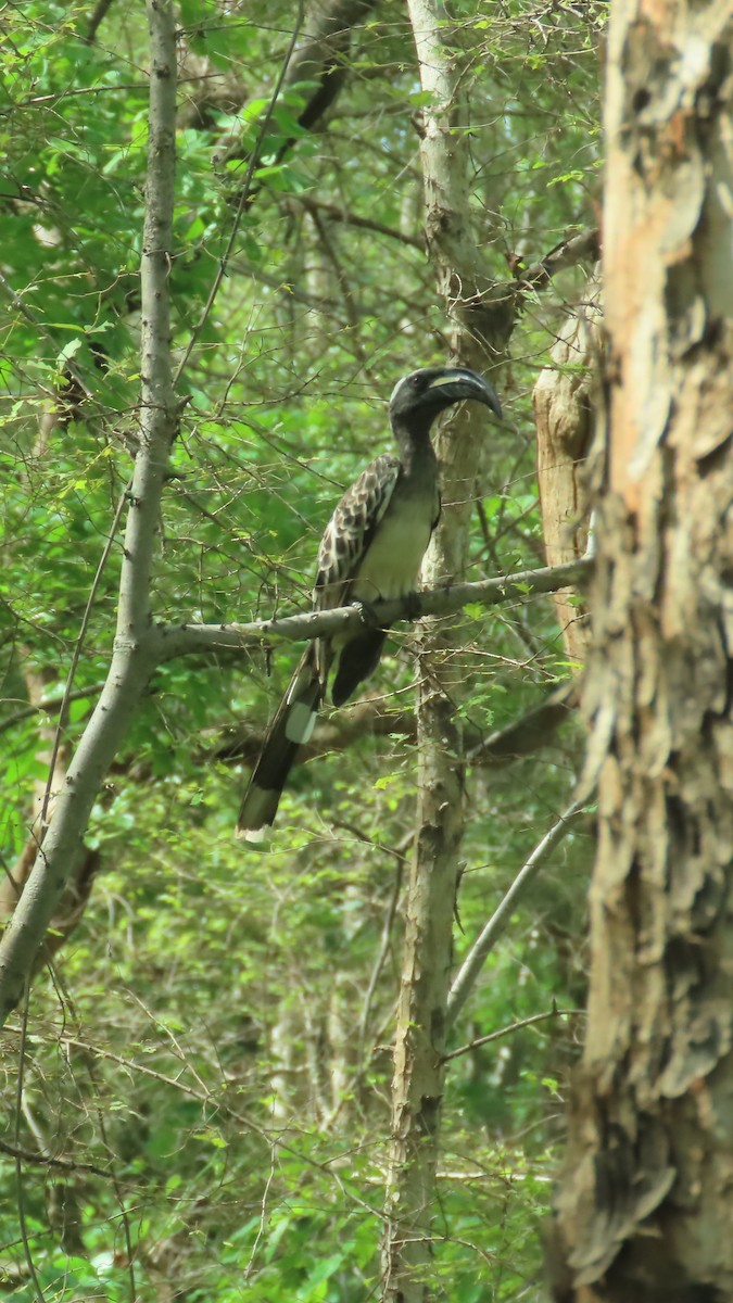 African Gray Hornbill - ML638776061