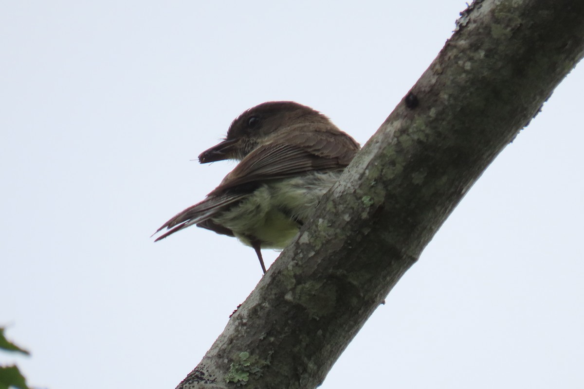 Mosquero Fibí - ML638776063