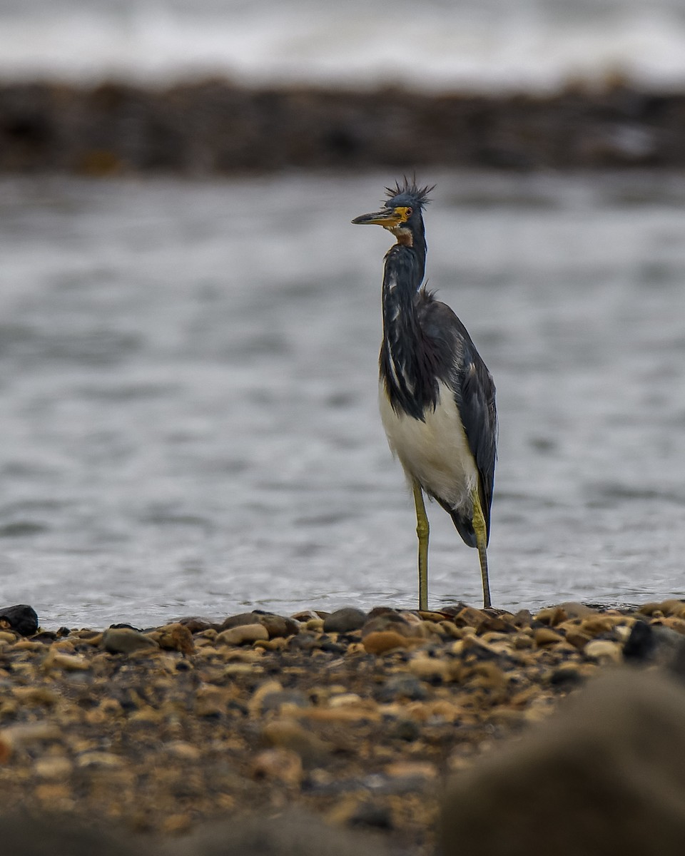 Tricolored Heron - ML638776115