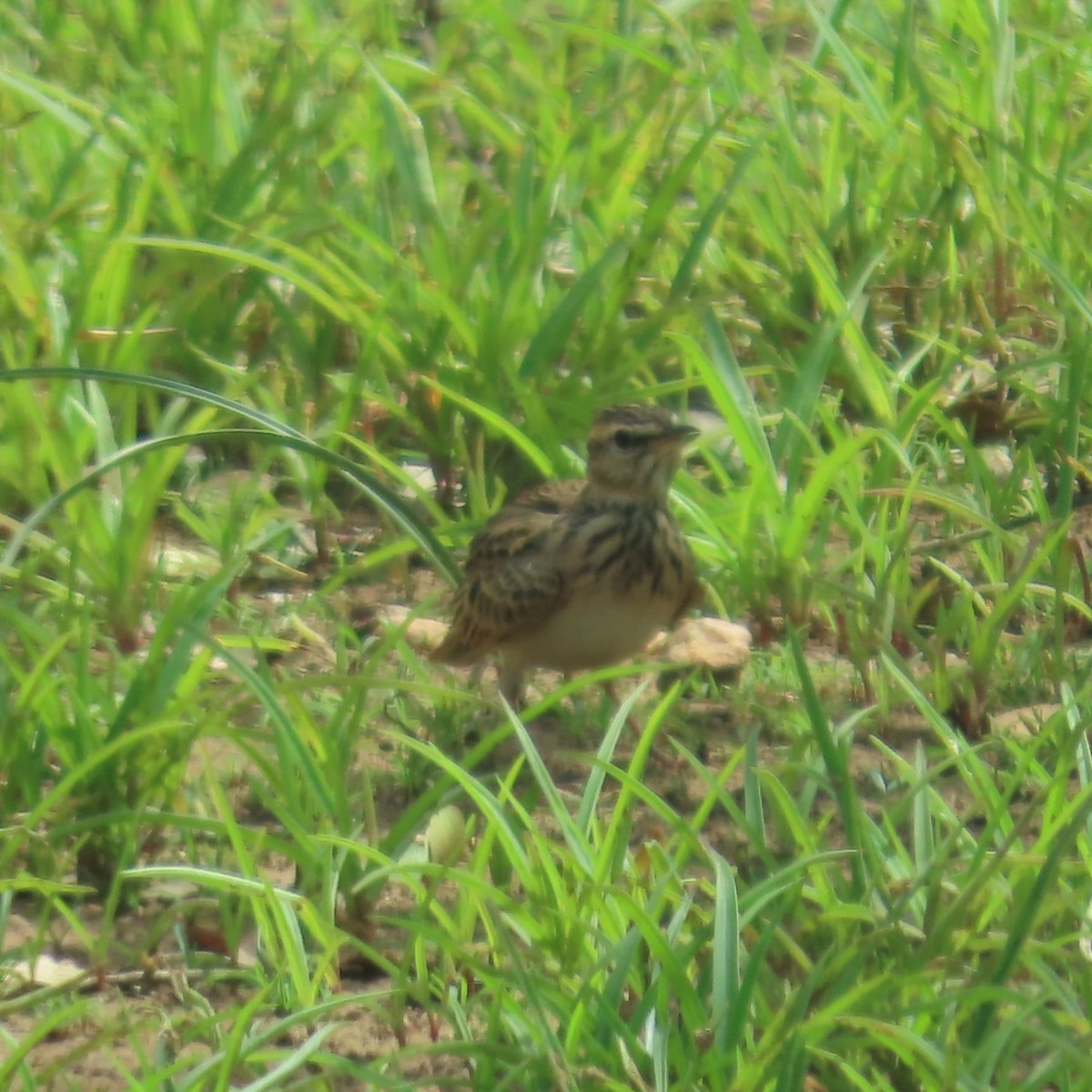 Sun Lark - ML638776116