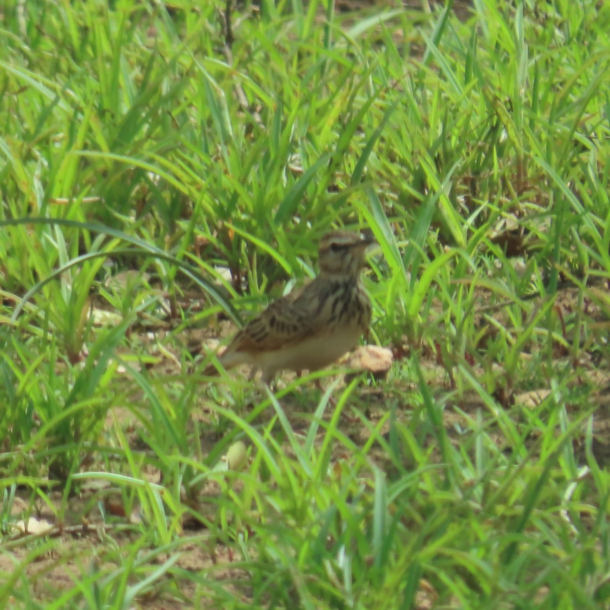 Sun Lark - ML638776117