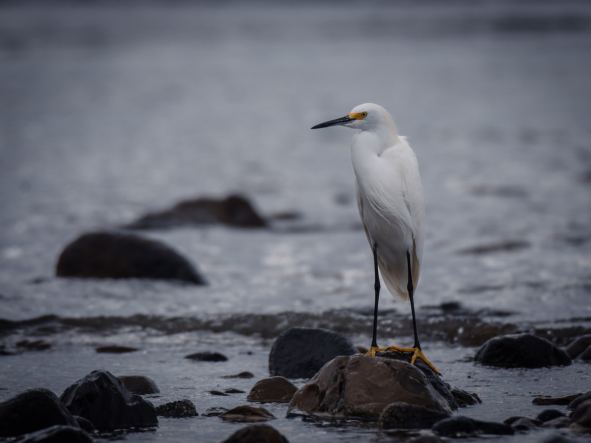 Snowy Egret - ML638776121