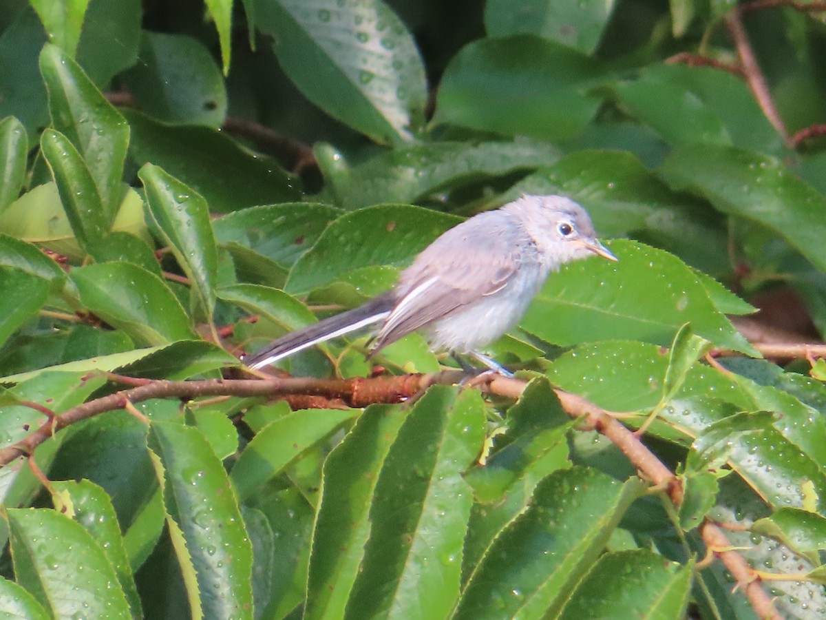 Blue-gray Gnatcatcher - ML638776131