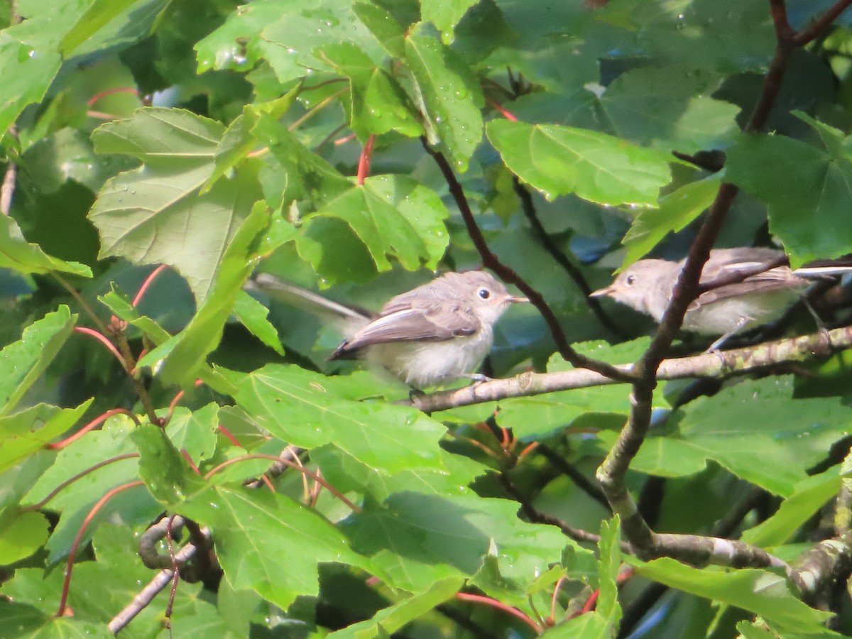 Blue-gray Gnatcatcher - ML638776134