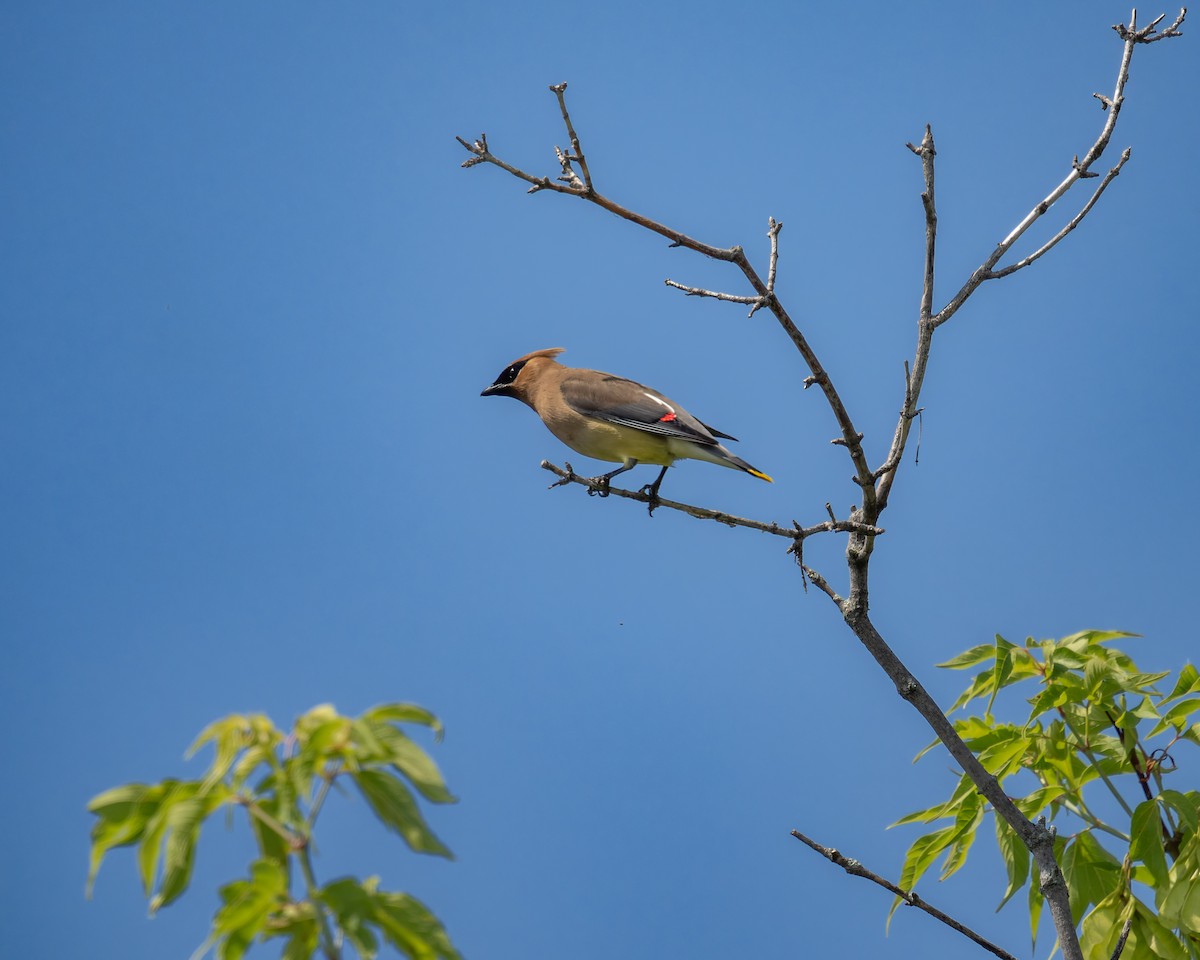 Cedar Waxwing - ML638776142