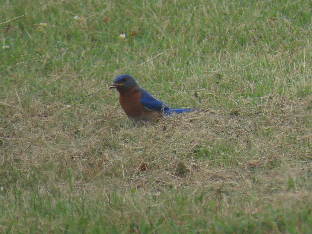 Eastern Bluebird - ML638776143