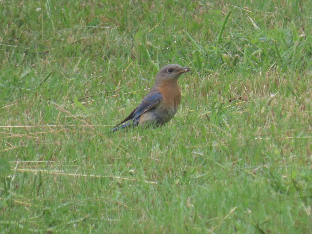 Eastern Bluebird - ML638776147