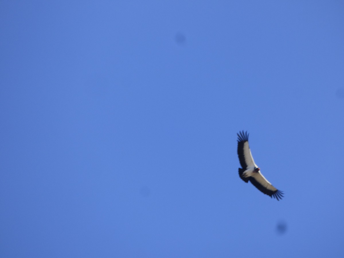 King Vulture - ML638776155