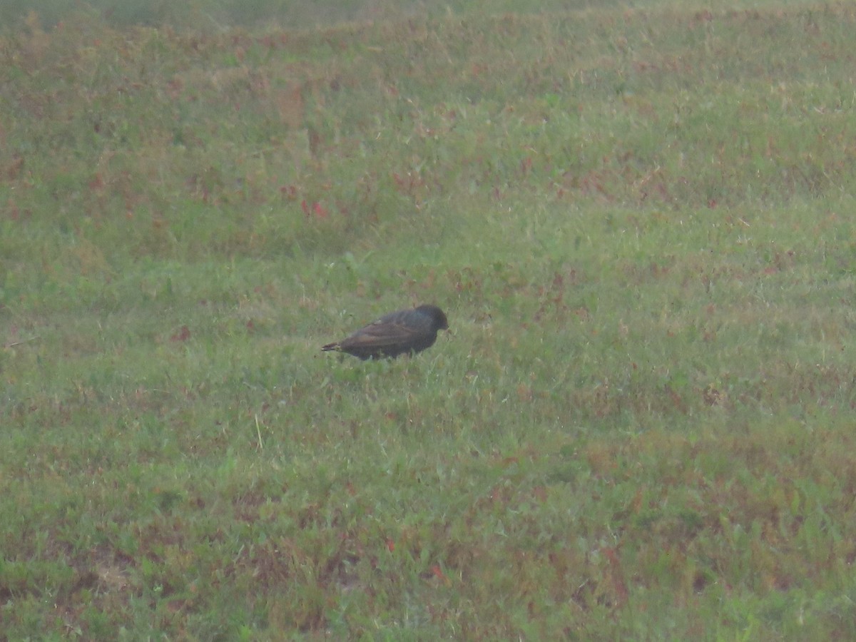 European Starling - ML638776156