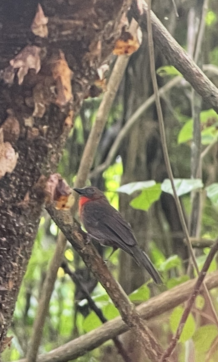 Red-throated Ant-Tanager - ML638776157