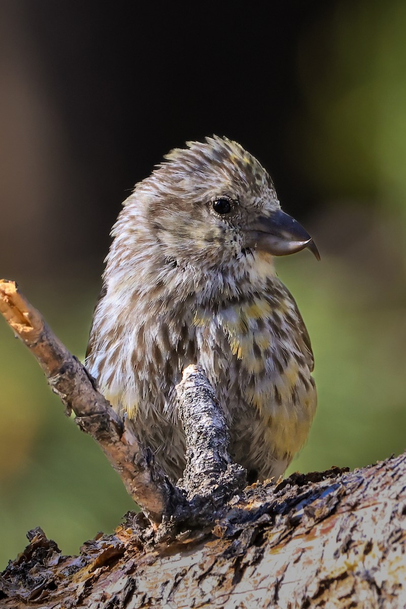 Cassia Crossbill - ML638776158