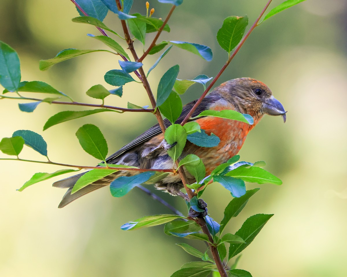 Cassia Crossbill - ML638776159