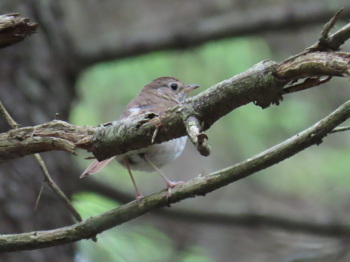 Hermit Thrush - ML638776169