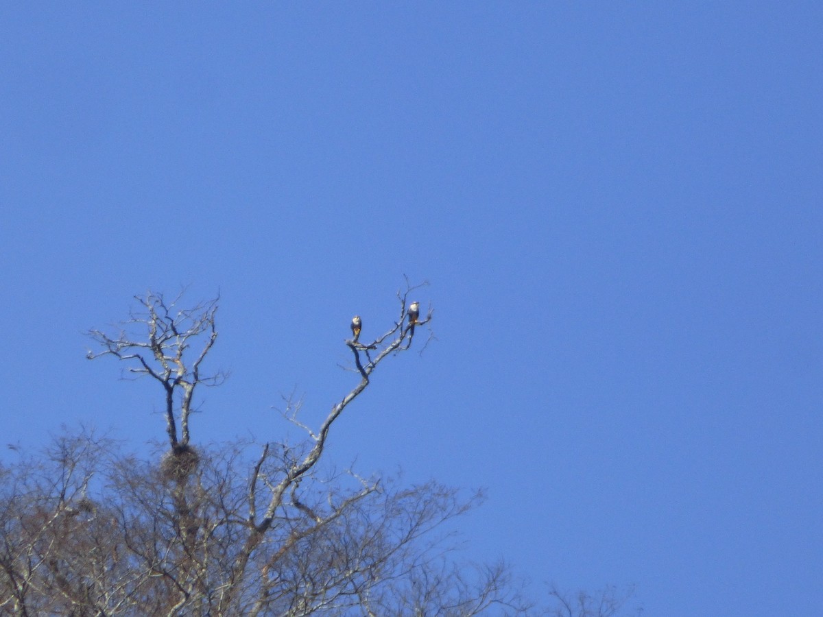 Aplomado Falcon - ML638776176