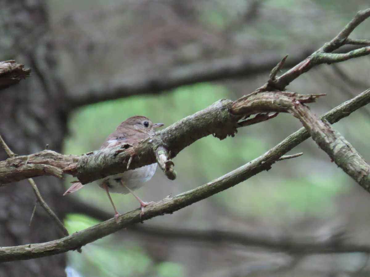 Hermit Thrush - ML638776183