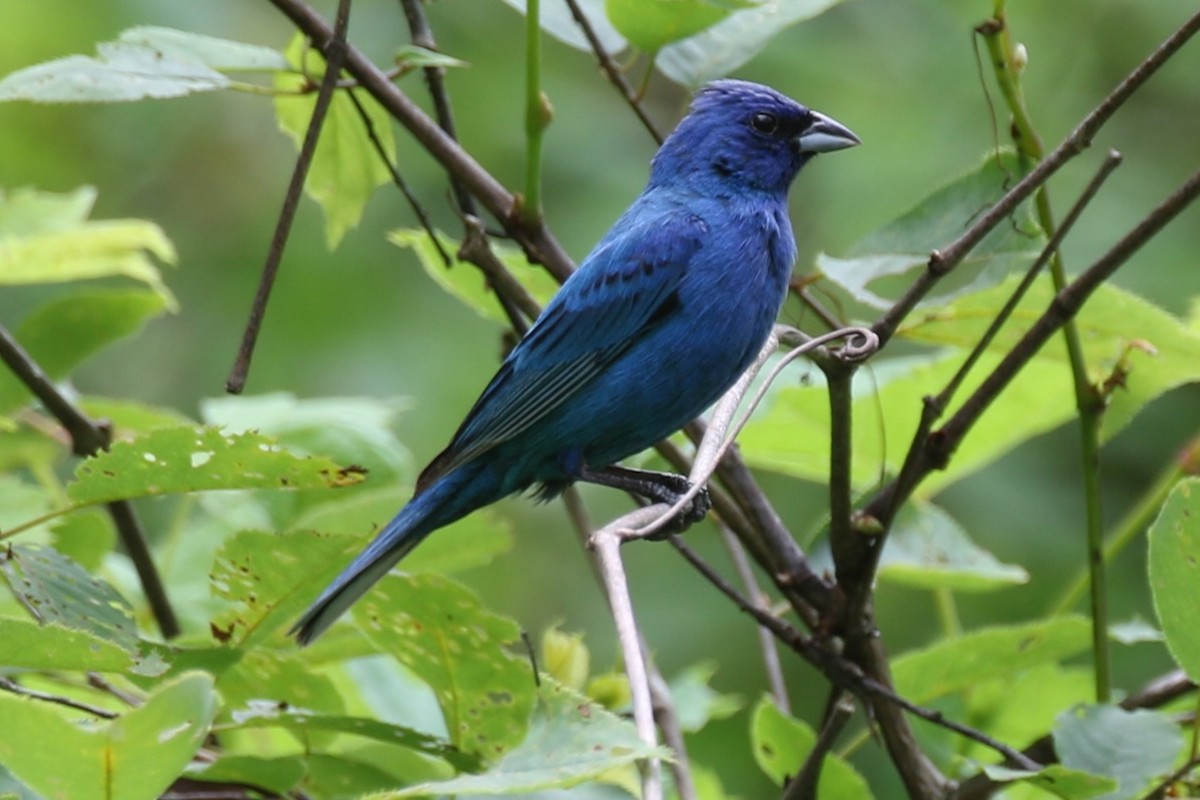 Indigo Bunting - ML638776184