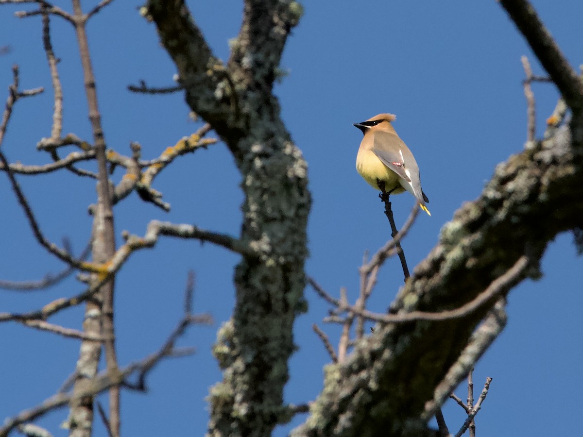 Cedar Waxwing - ML638776187