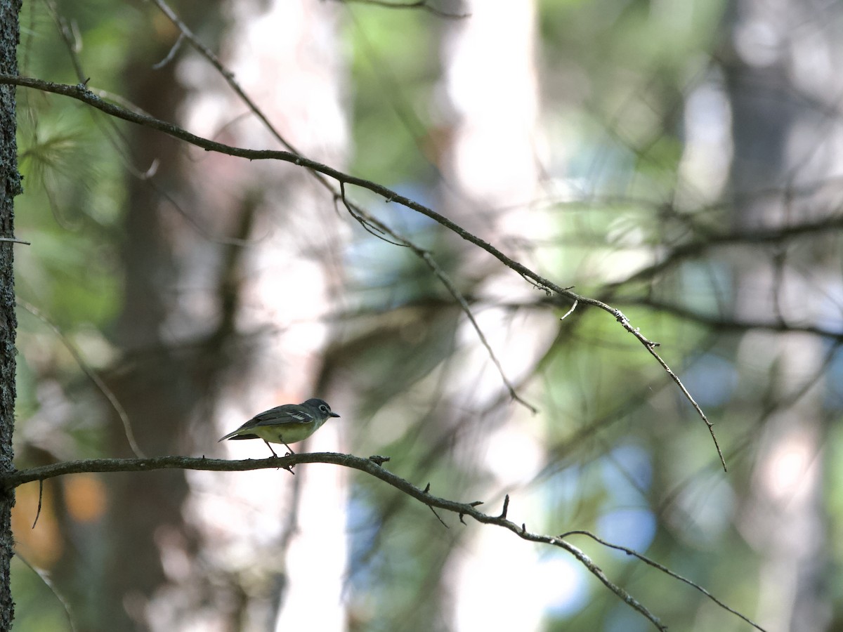 Mavi Başlı Vireo - ML638776241