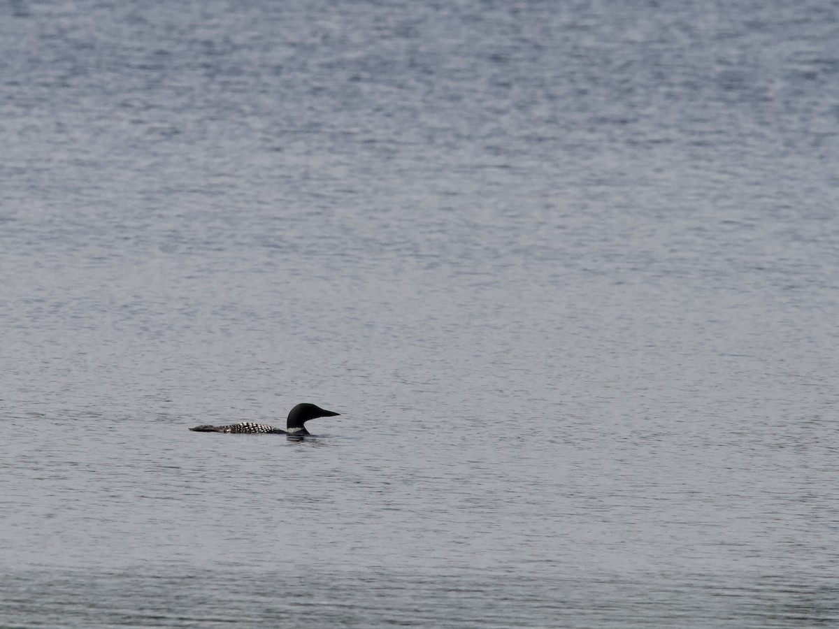 Common Loon - ML638776246