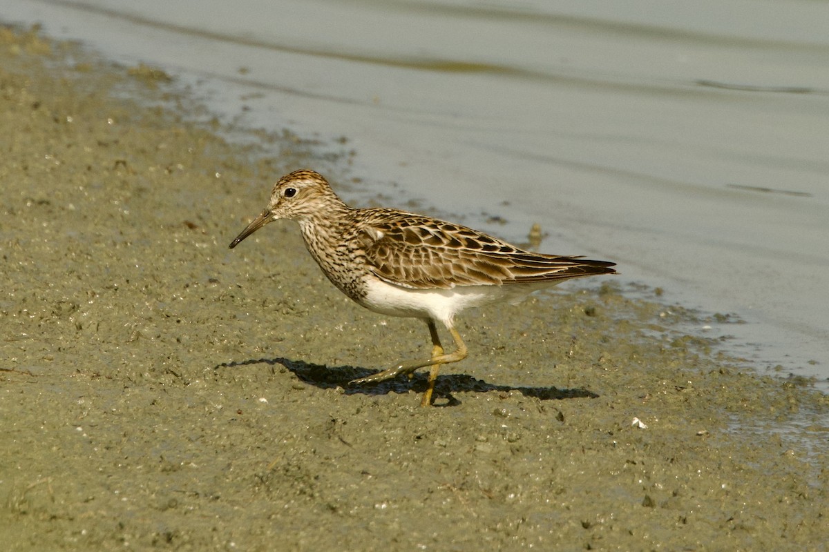 Graubrust-Strandläufer - ML638776288