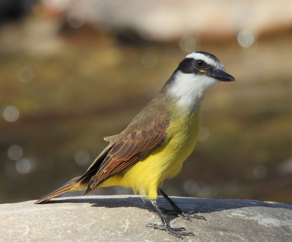 Great Kiskadee - ML638776293