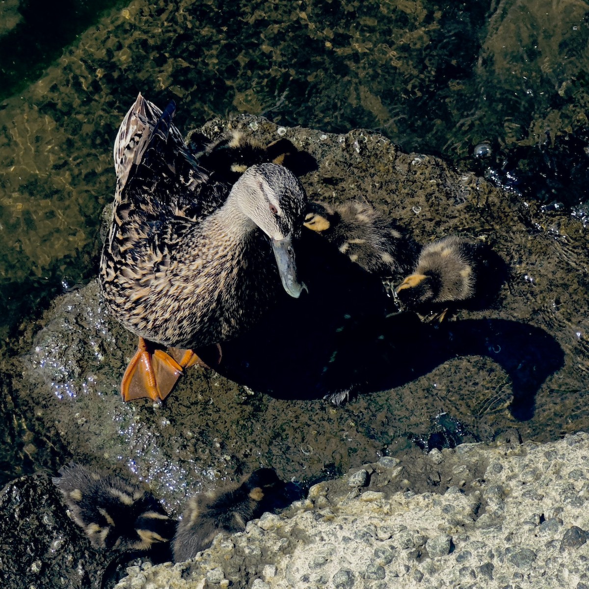 Mallard - ML638776299