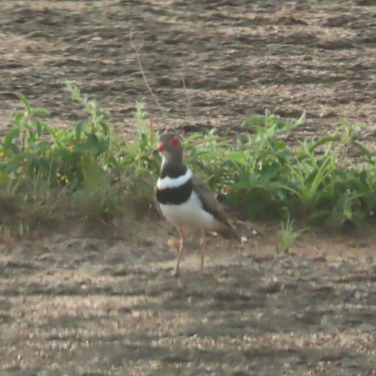 Forbes's Plover - ML638776300