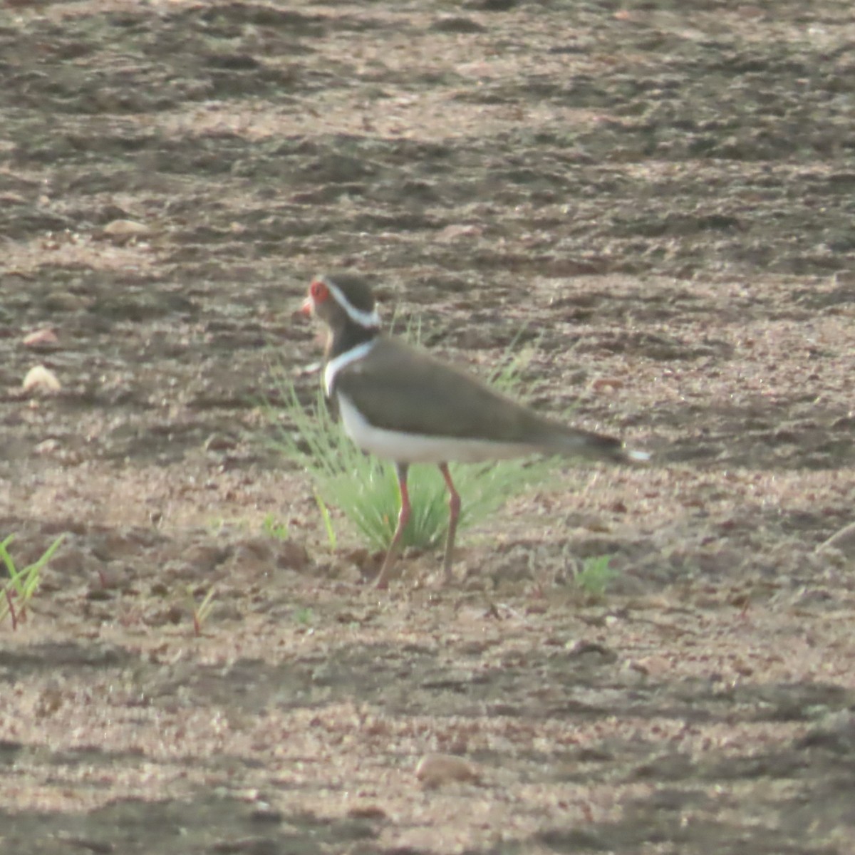Forbes's Plover - ML638776301