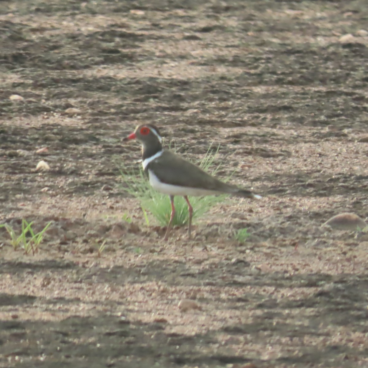 Forbes's Plover - ML638776302