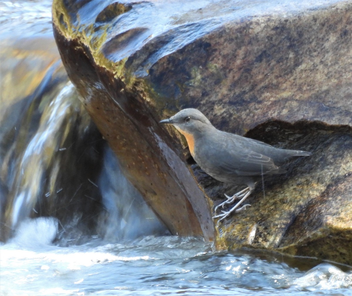 Rufous-throated Dipper - ML638776303