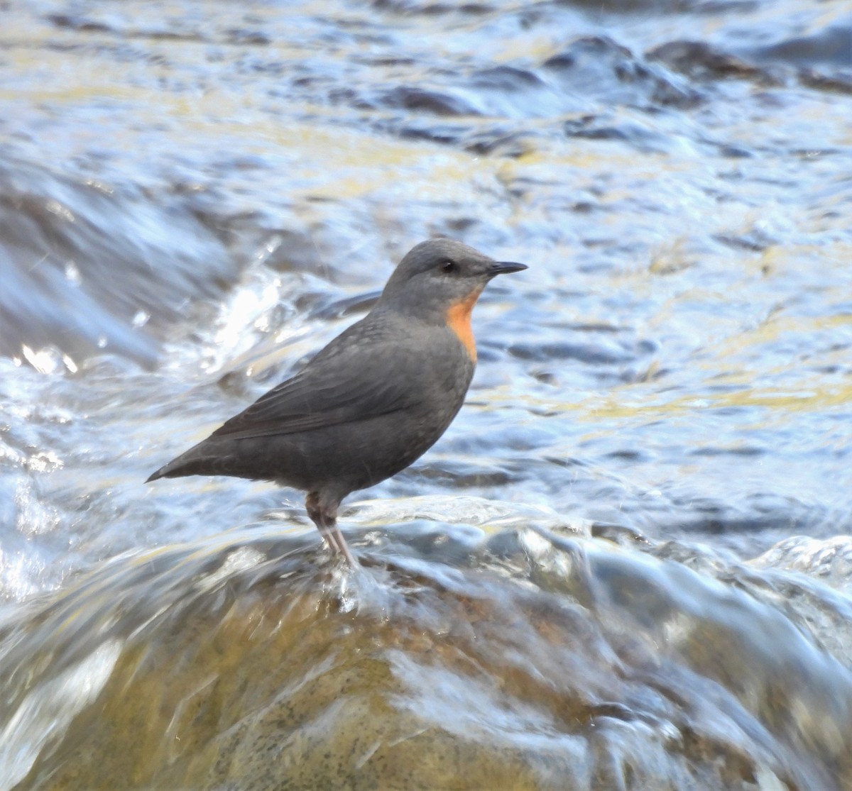 Rufous-throated Dipper - ML638776304