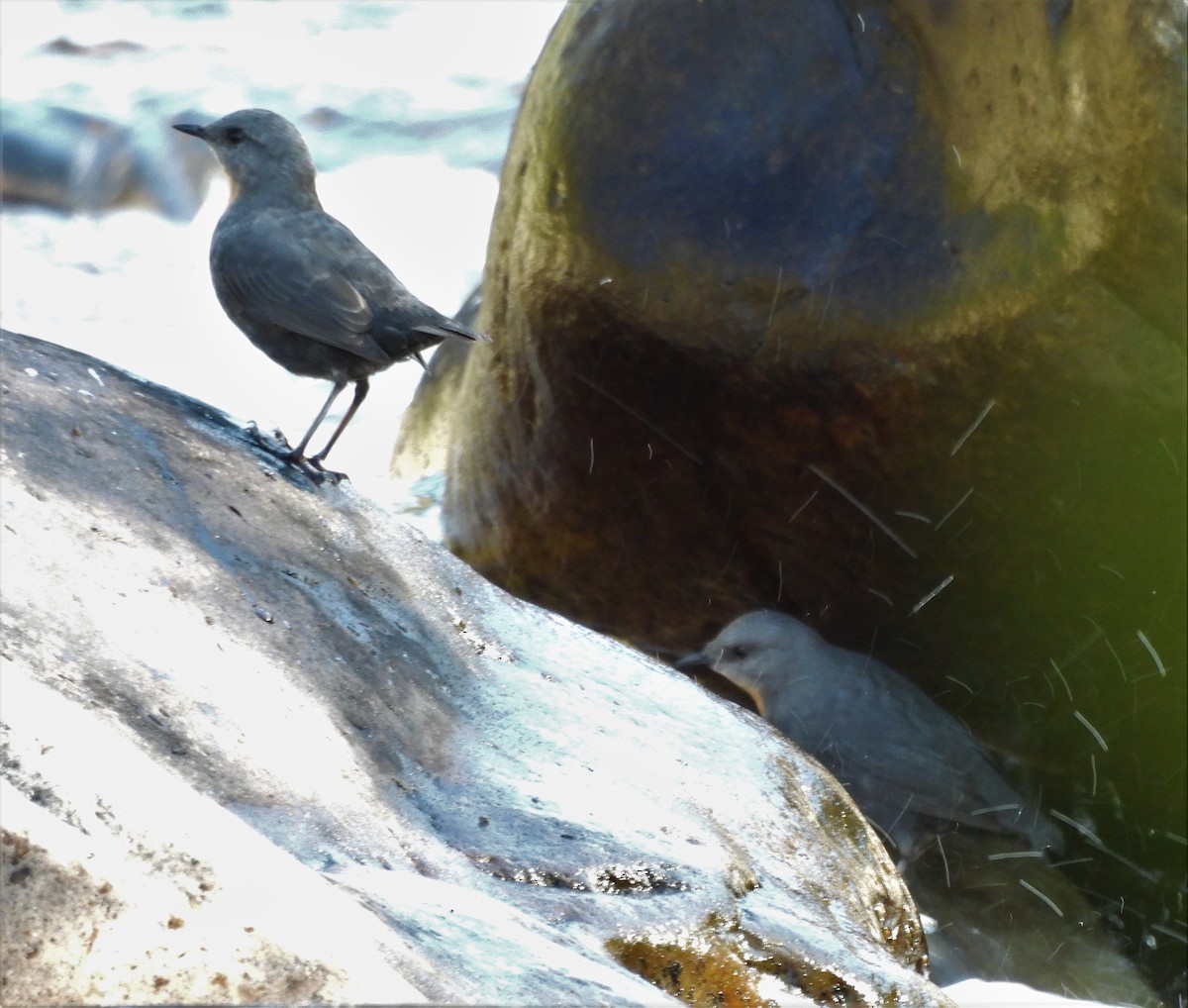 Rufous-throated Dipper - ML638776305