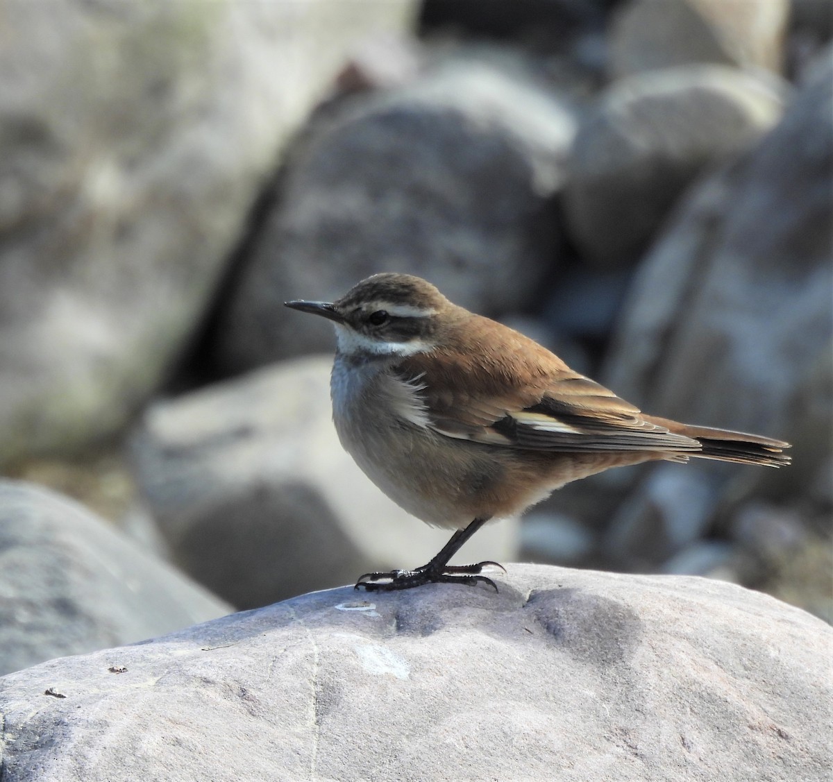 Cream-winged Cinclodes - ML638776311