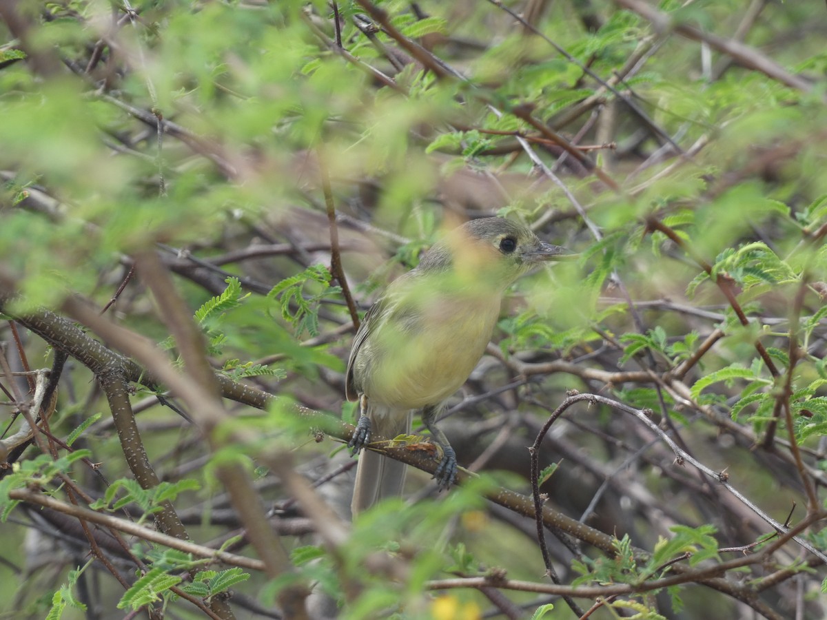 Cuban Vireo - ML638776315