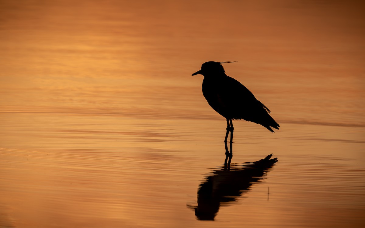 Southern Lapwing - ML638776336