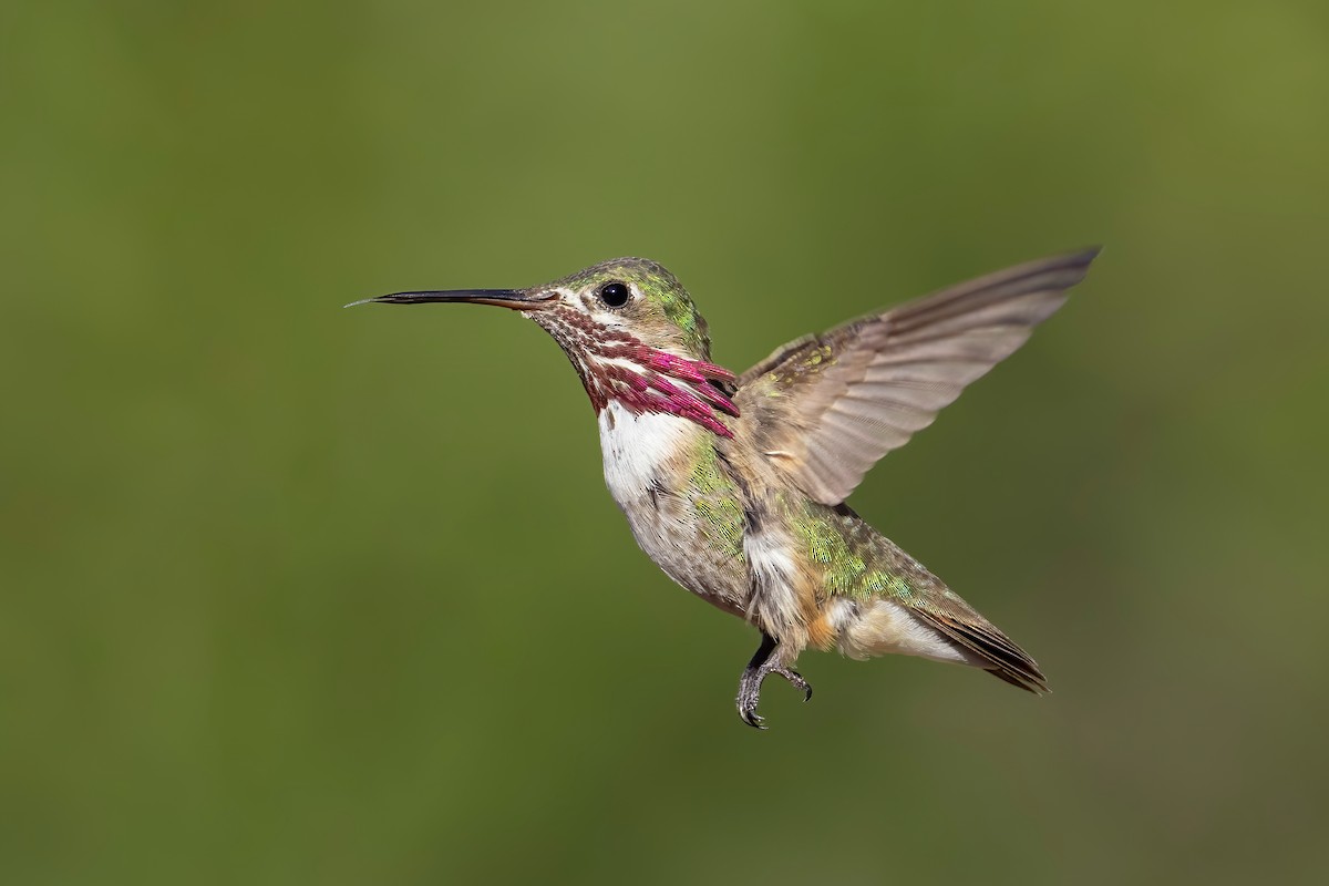 Calliope Hummingbird - ML638776338