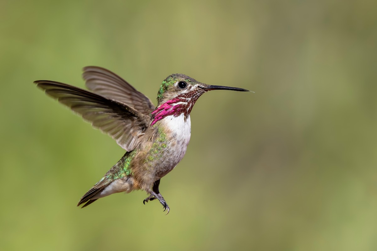 Calliope Hummingbird - ML638776346
