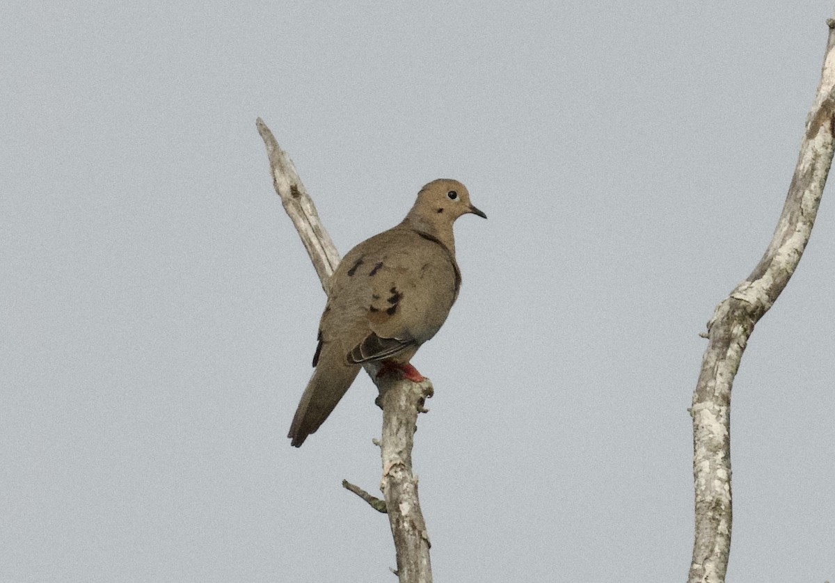 Mourning Dove - ML638776350