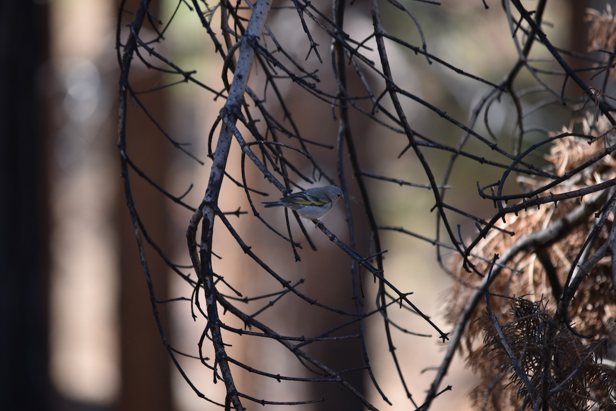 Lawrence's Goldfinch - ML638776380