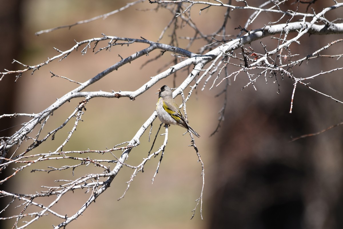 Lawrence's Goldfinch - ML638776381