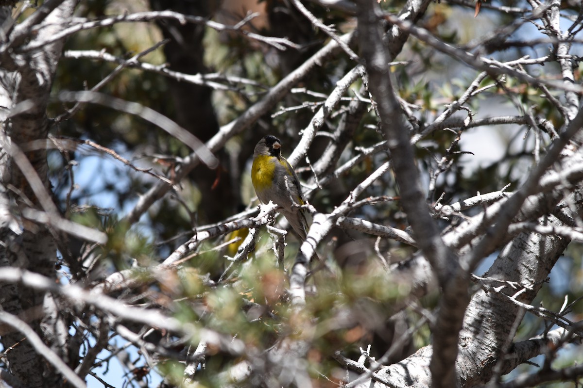 Lawrence's Goldfinch - ML638776382