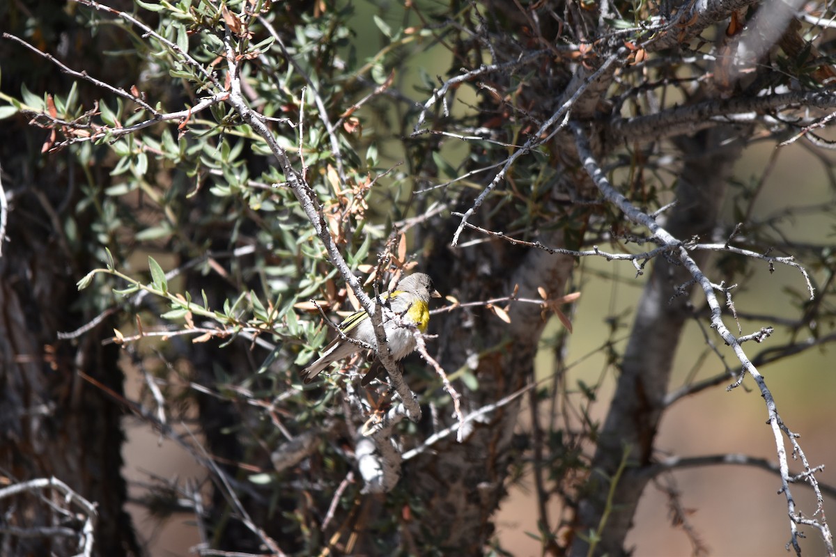 Lawrence's Goldfinch - ML638776383