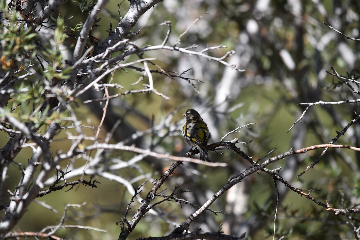 Lawrence's Goldfinch - ML638776384