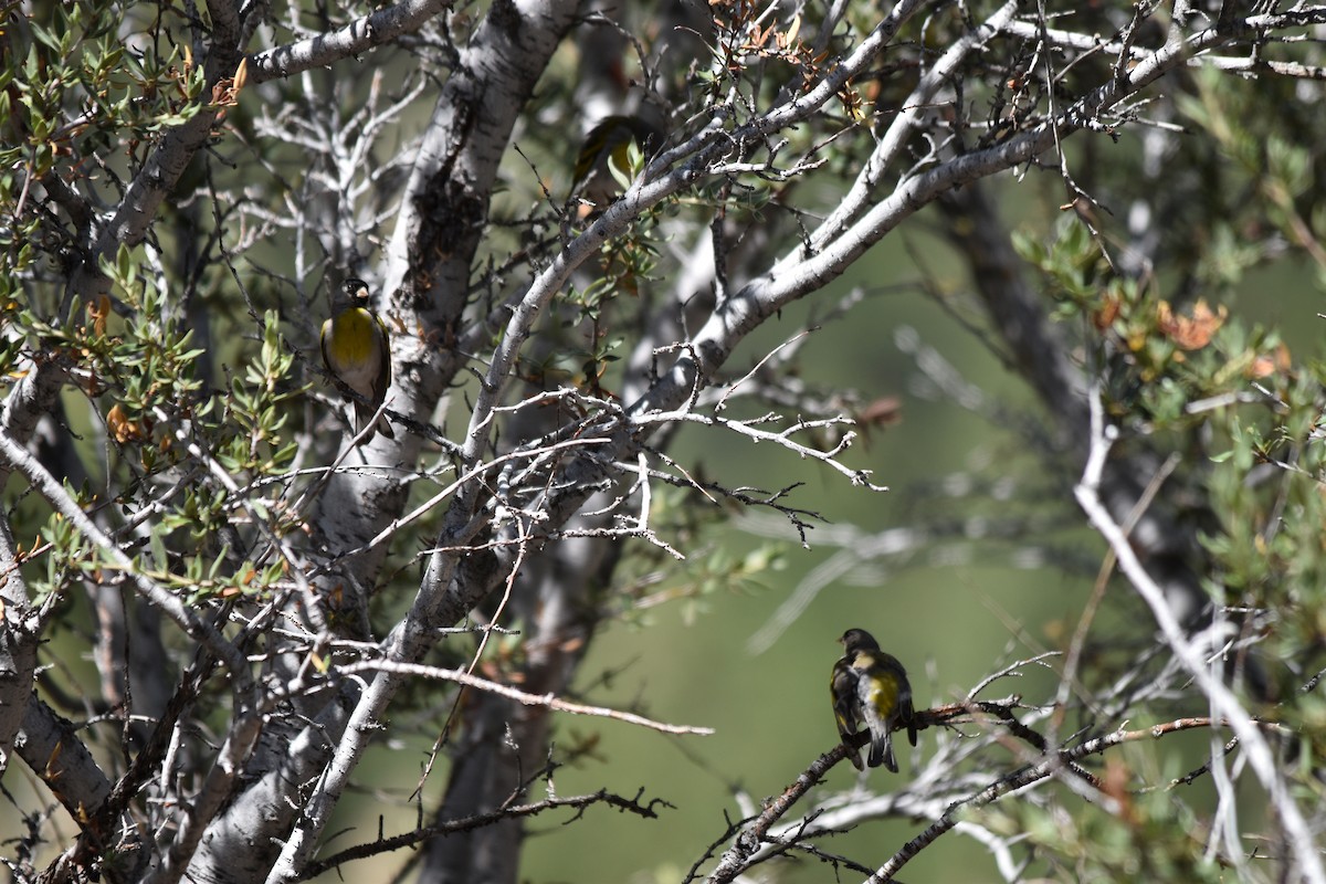 Lawrence's Goldfinch - ML638776385